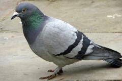 photo de pigeon