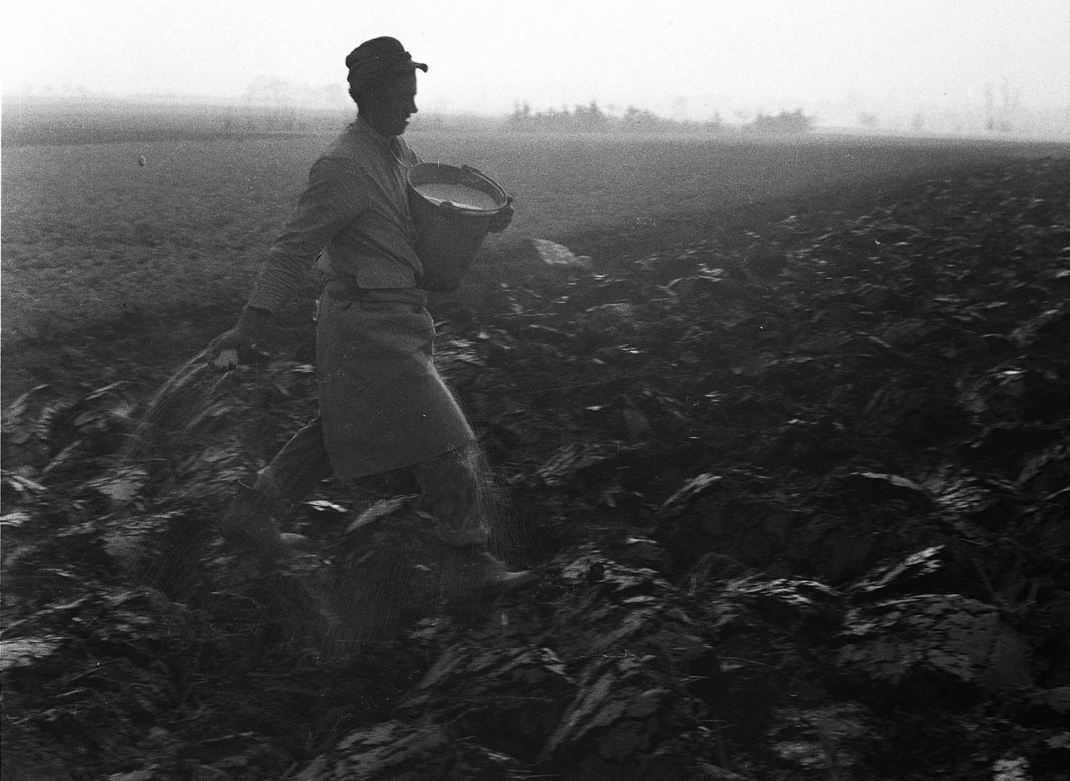 champ, photographie noir et blanc