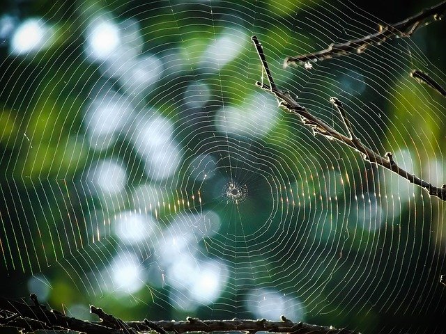Photographie d'une toile d'araignée