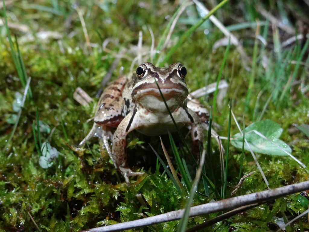 Grenouille des champs