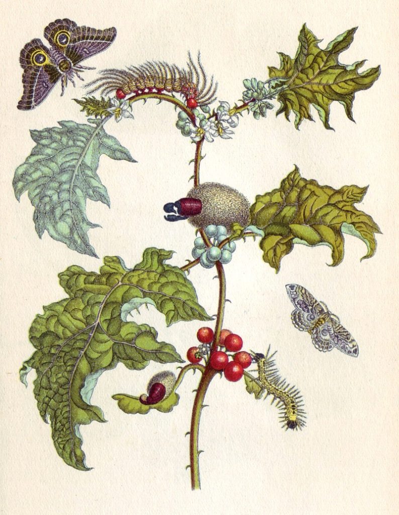 Gravure représentant des plantes et des insectes