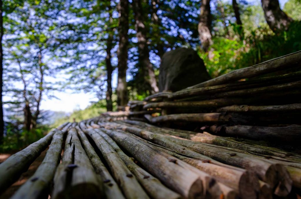 bois coupés en forêt