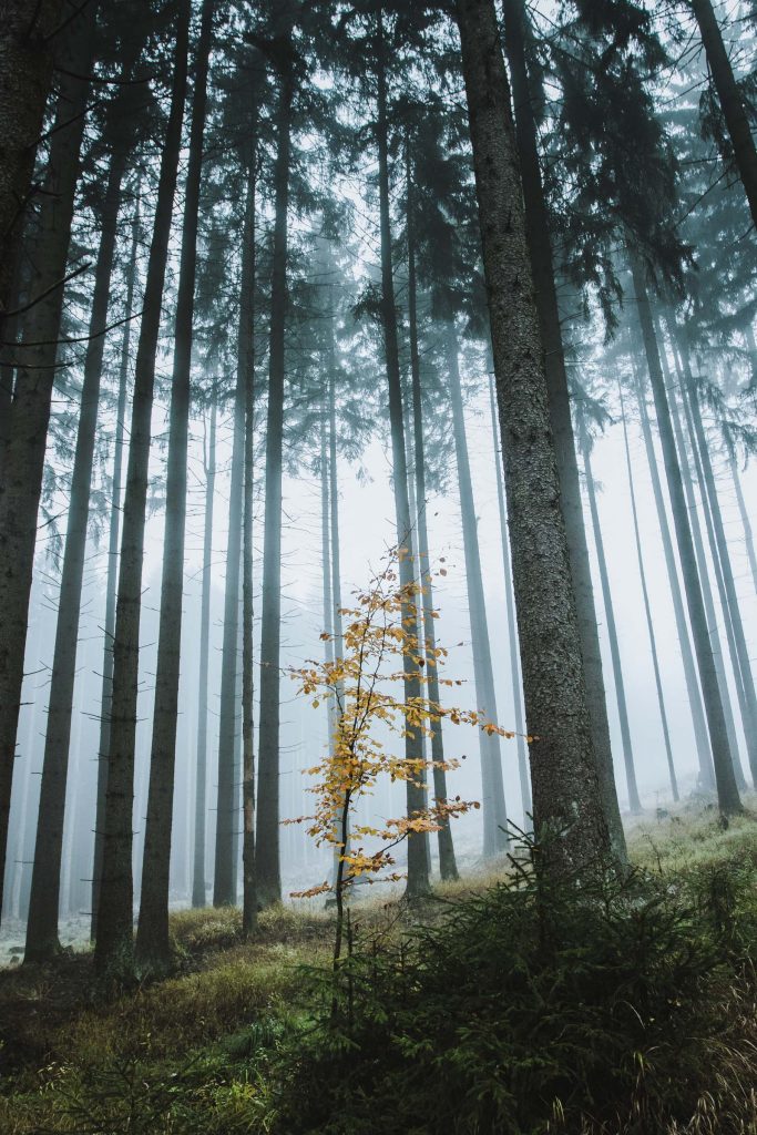 Jeune pousse dans la forêtforêt