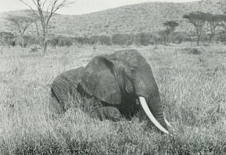 Photographie en noir et blanc d'un éléphant accroupi dans les hautes herbes