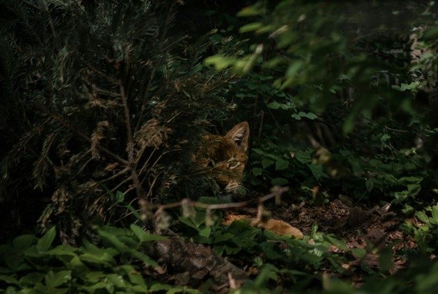 un félin tapis dans l'ombre d'une forêt