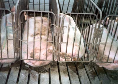 truies reproductrices dans des cages de gestation