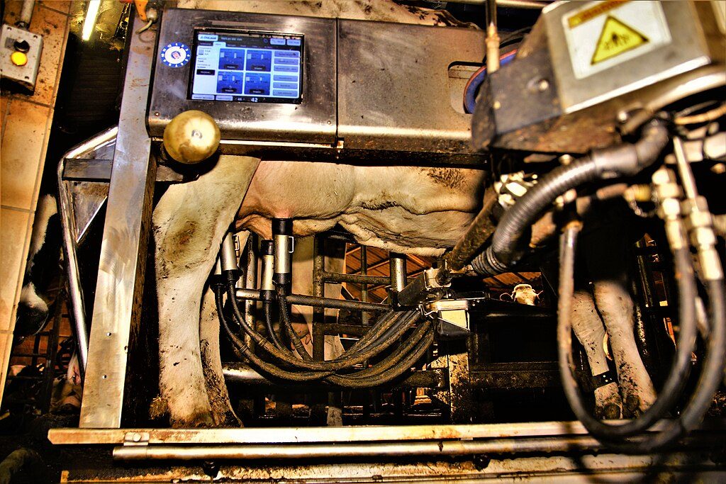 Vache laitière dans un robot traite avec capteurs
