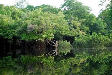 Arbres au bord de l'Amazone