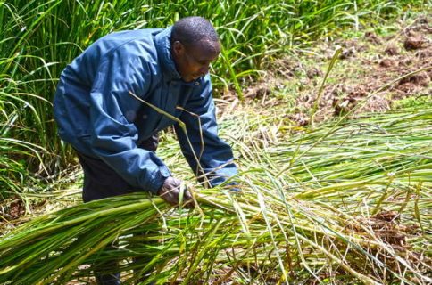 photo d'un employé en agroforesterie, au Kenya