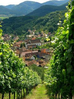 Photo du vignoble alsacien (Albé, Bas-Rhin)