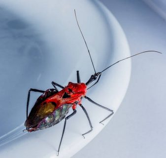 Image numérique d'un insecte sur le bord d'une assiette