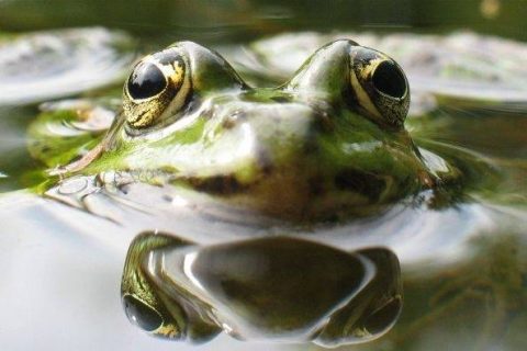 gros plan photographique d'une tête de grenouille