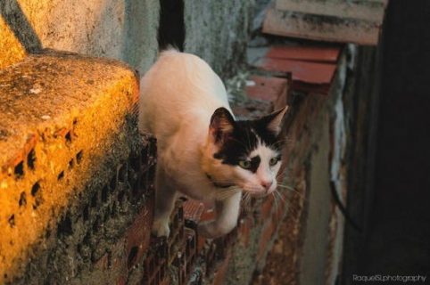 photographie de chat bondissant