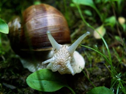 photographie d'escargot