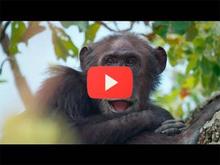 Site d'observation des chimpanzés de Gombe