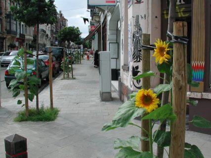 Des tournesols plantés sur le trottoirs