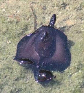 Photographie d'une limace de mer