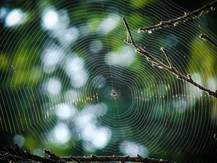 photographie d'une toile d'araignée