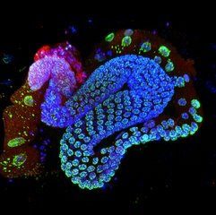 CNRS - La complexité du vivant