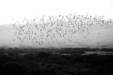 Une nuée d'oiseaux en vol