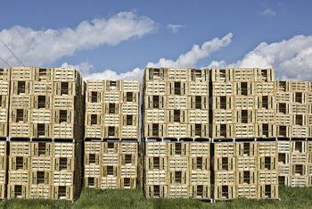 stock de cageots en plein air