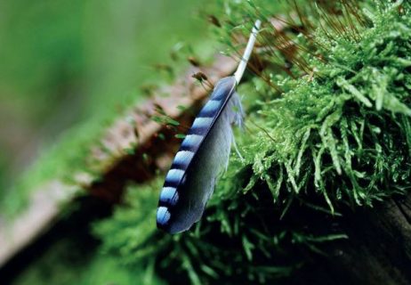 Une plume de geai bleue sur l'herbe