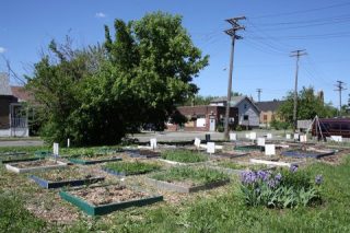 potager urbain