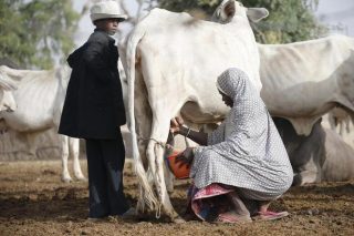 L'Afrique de l'Ouest consomme de plus en plus de « faux lait » européen