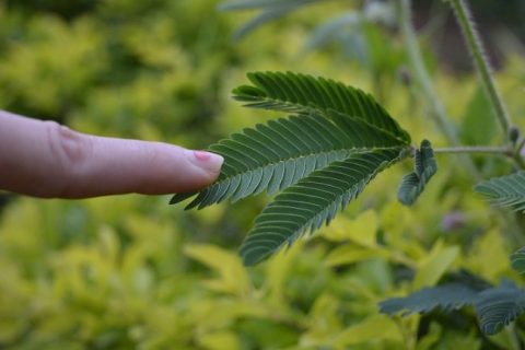 Mimosa pudica