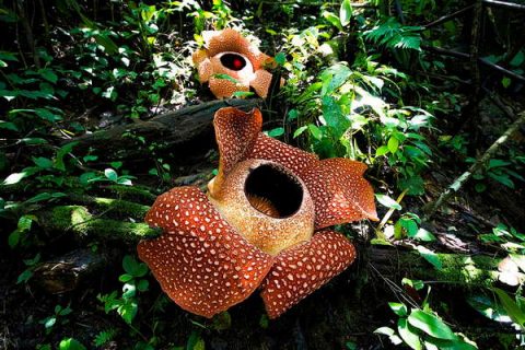 Rafflesia arnoldii est une plante parasite qui dégage une forte odeur de charogne pour attirer ses proies