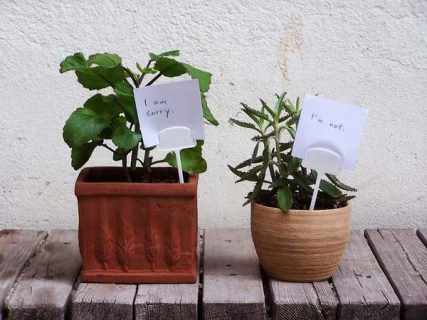 Deux plantes en pot dialoguant par l'intermédiaire de panneaux.