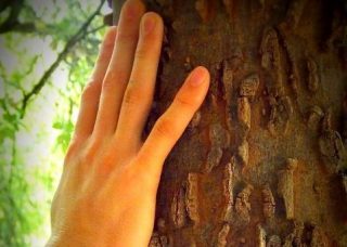 La main d'un homme posée sur le tronc d'un arbre