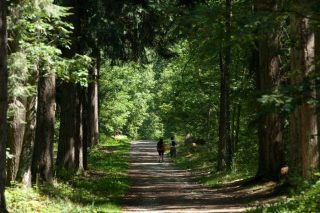 Forêt des Vaseix