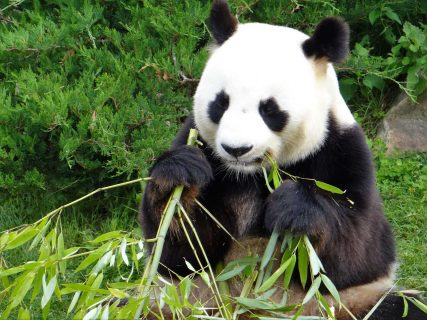 L’un des pandas géants accueillis au Zoo de Beauval, Saint-Aignan, France.